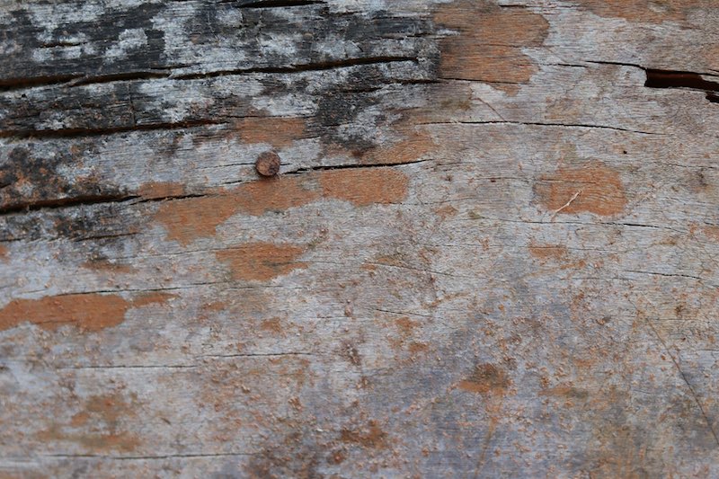 Schimmel richtig aus Holz entfernen Ratgeber